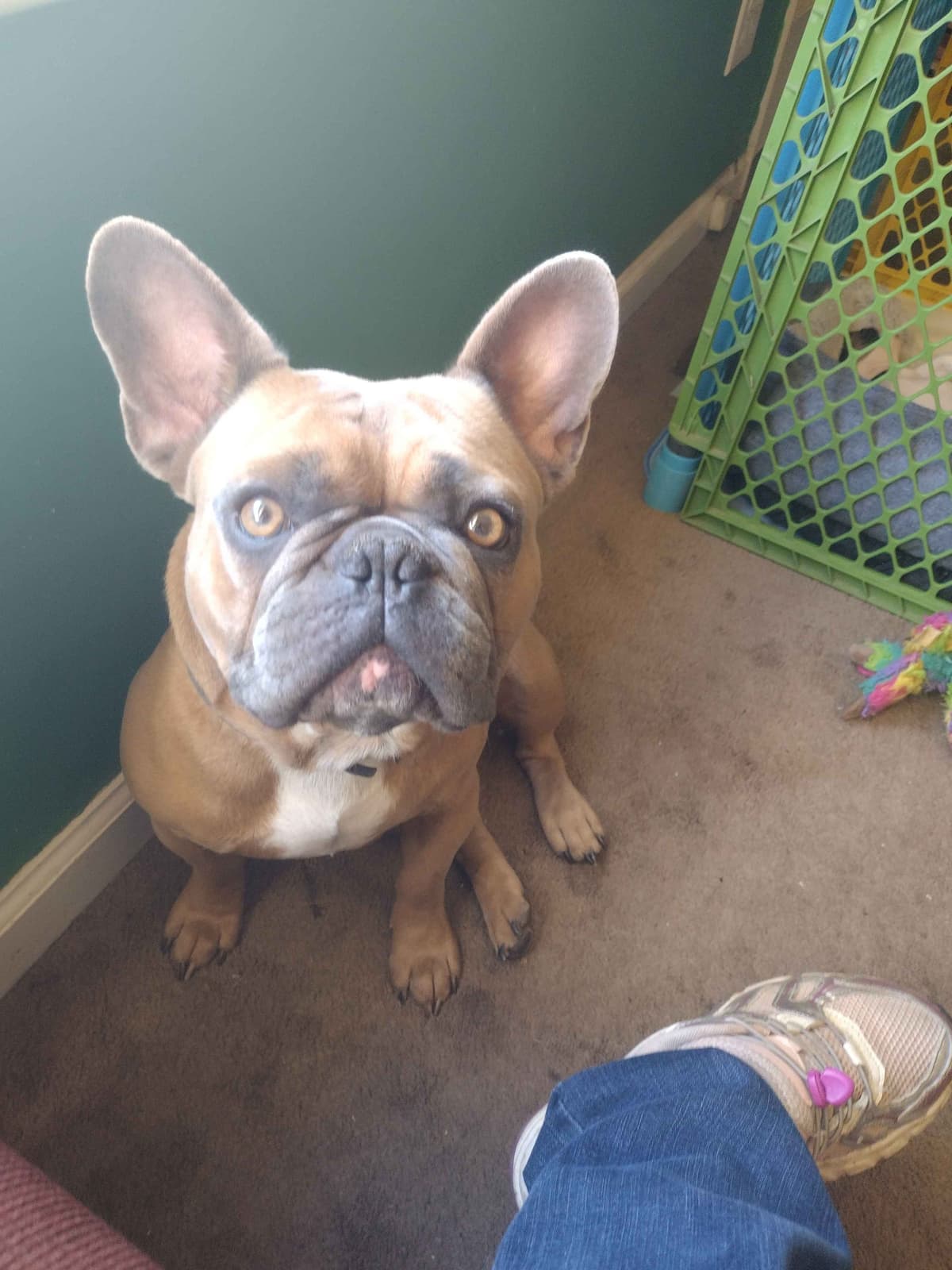 French Bulldog Puppies breeder image 13