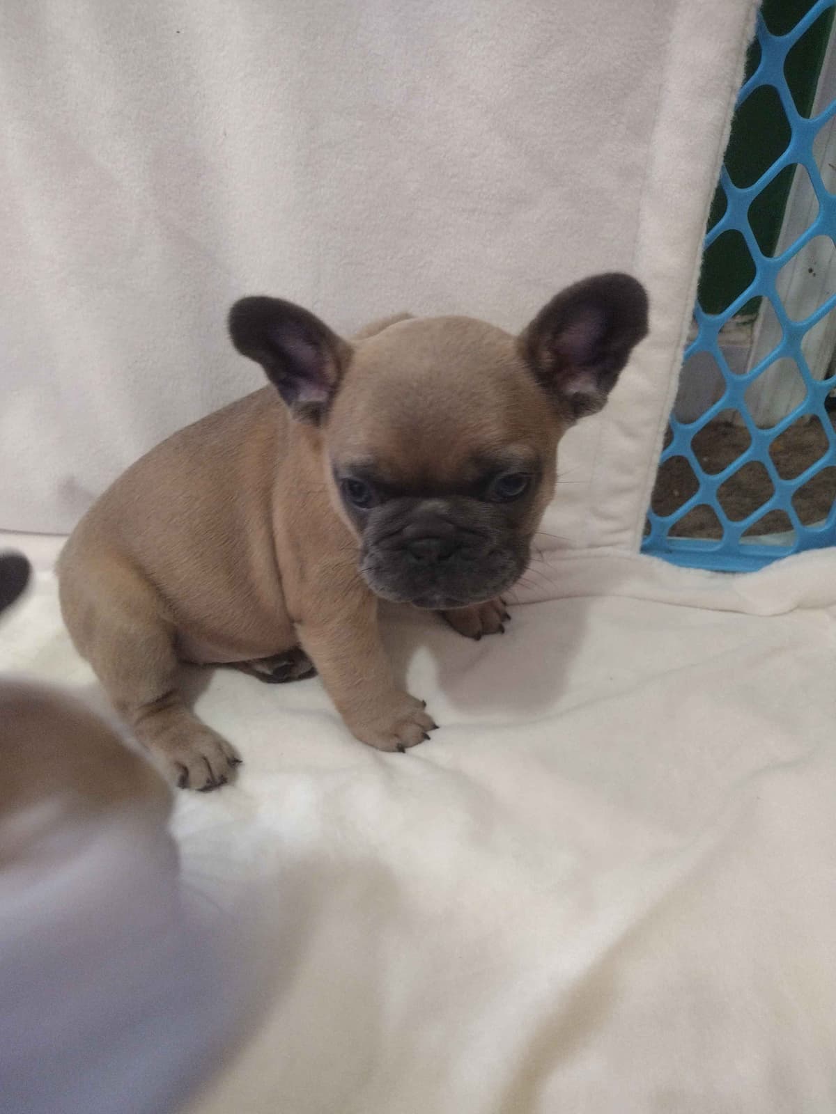 French Bulldog Puppies breeder image 14