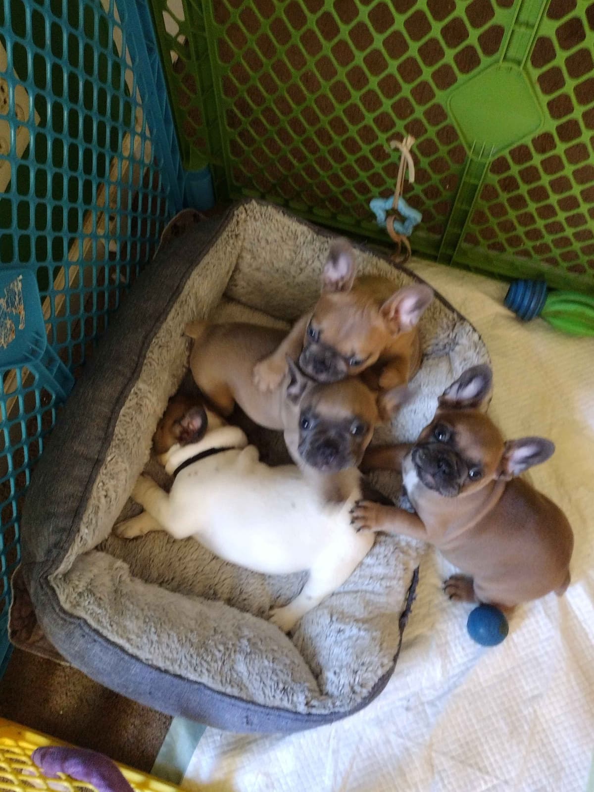 French Bulldog Puppies breeder image 16