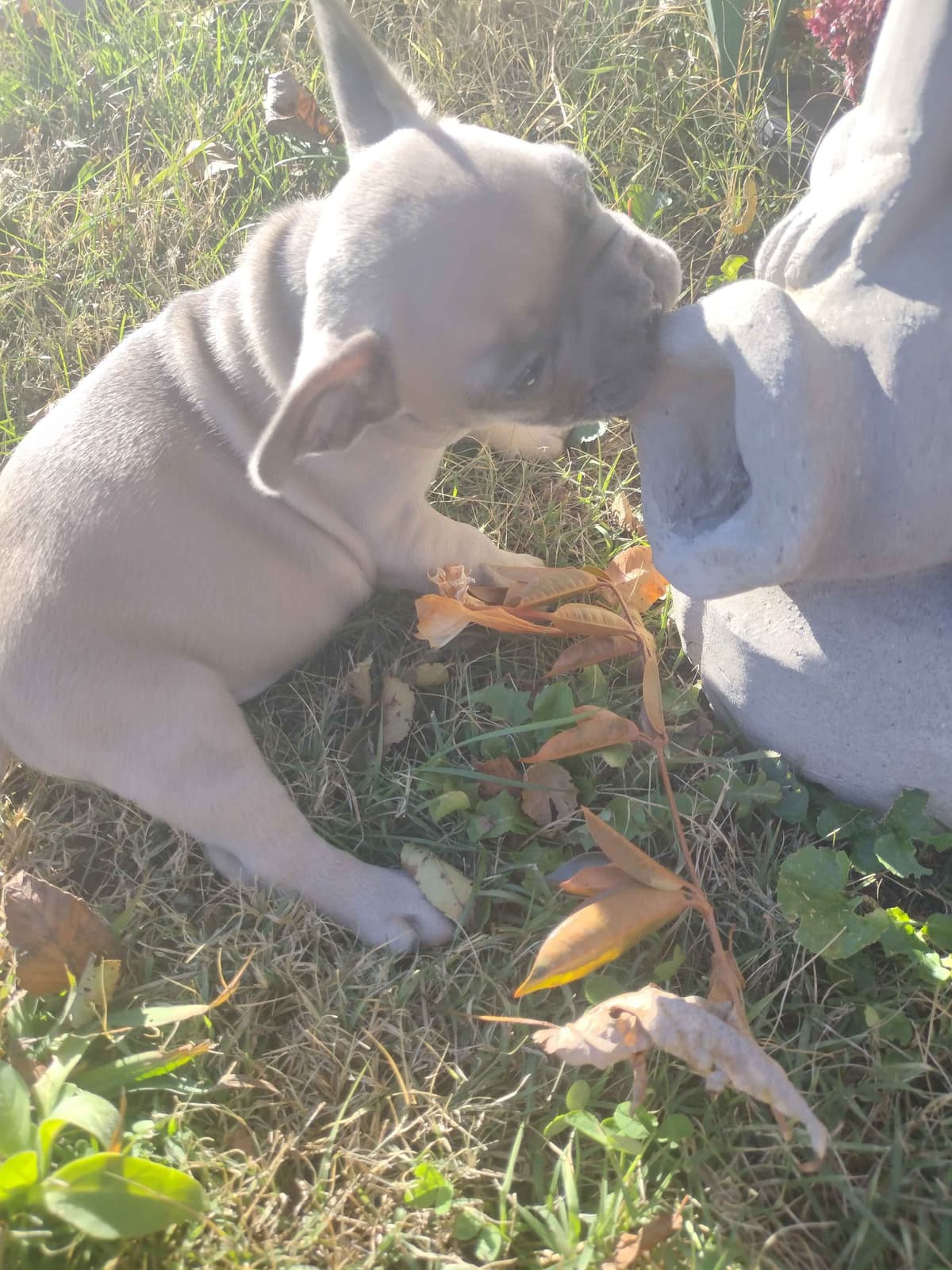 French Bulldog Puppies breeder image 17