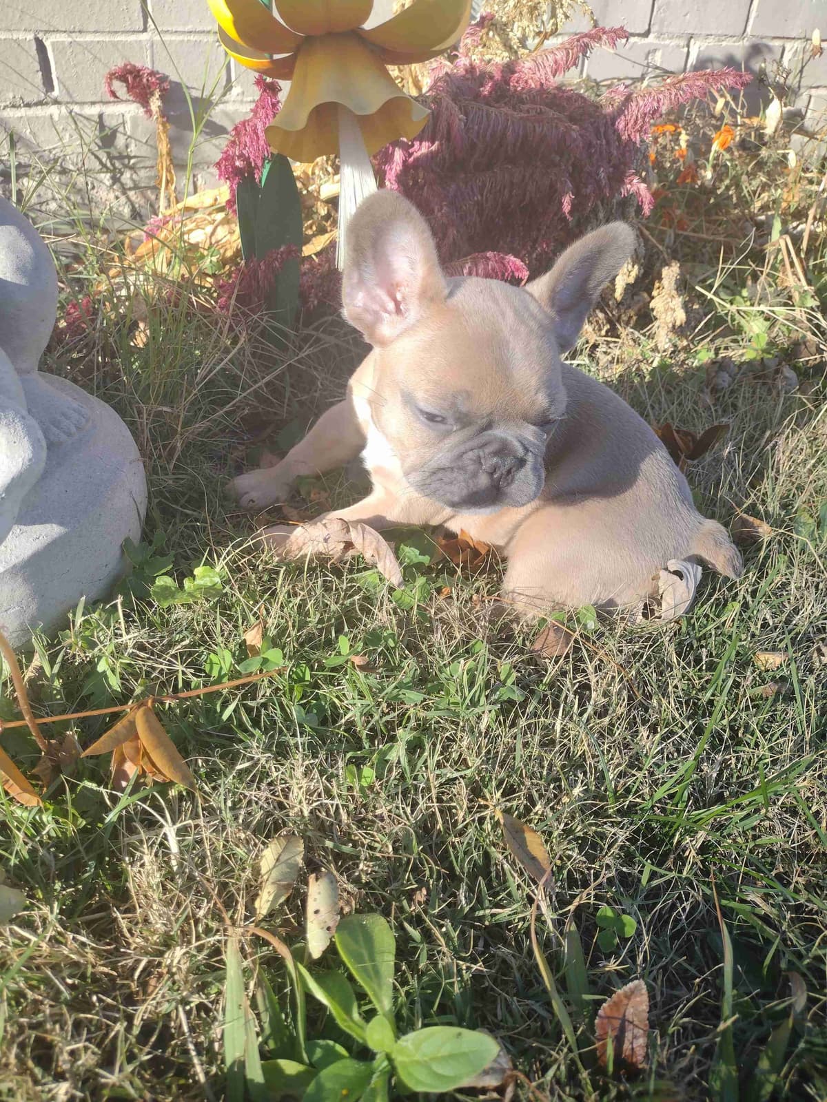 French Bulldog Puppies breeder image 21