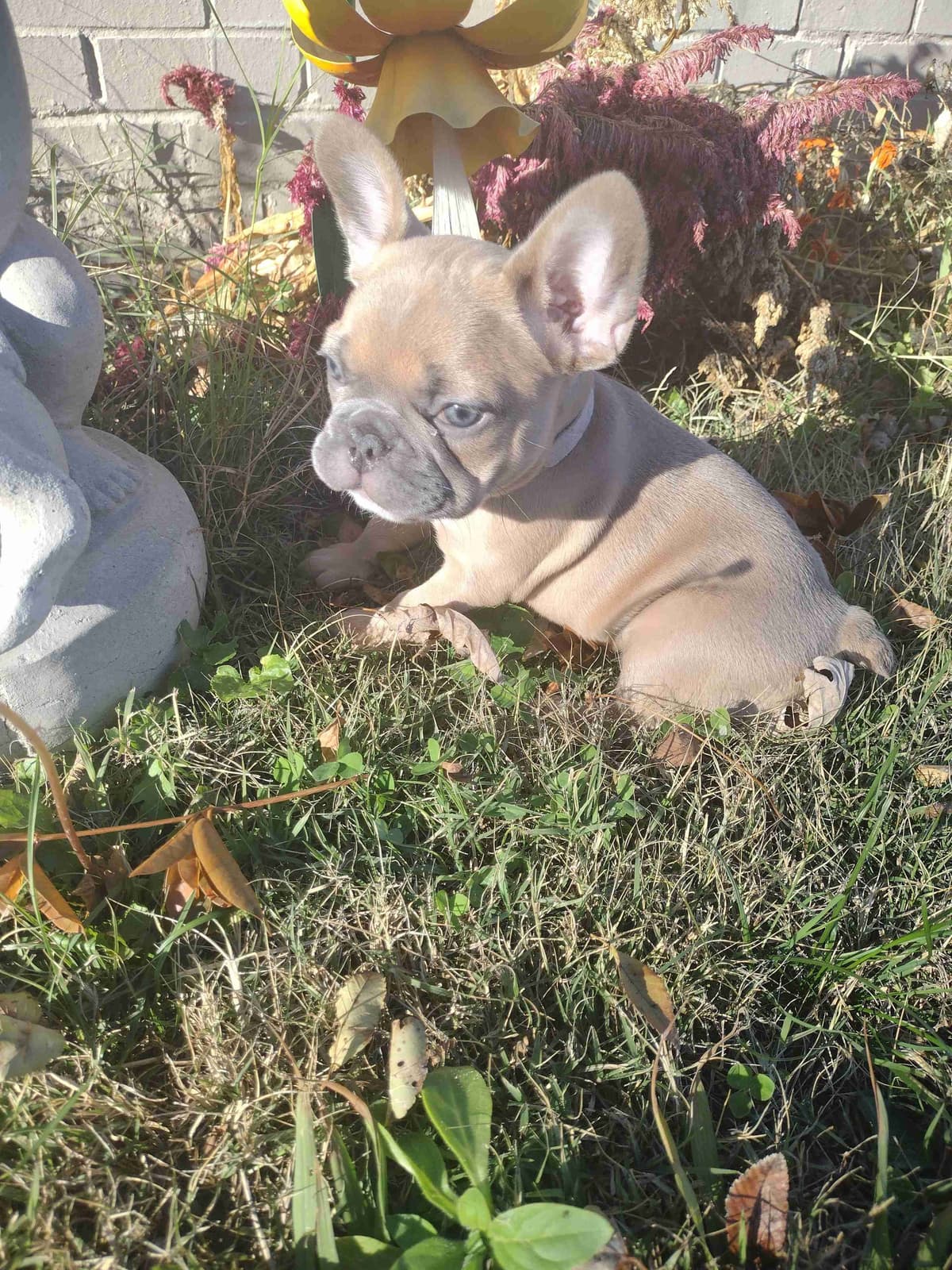 French Bulldog Puppies breeder image 20