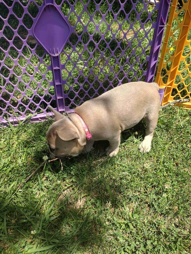 French Bulldog Puppies media 3