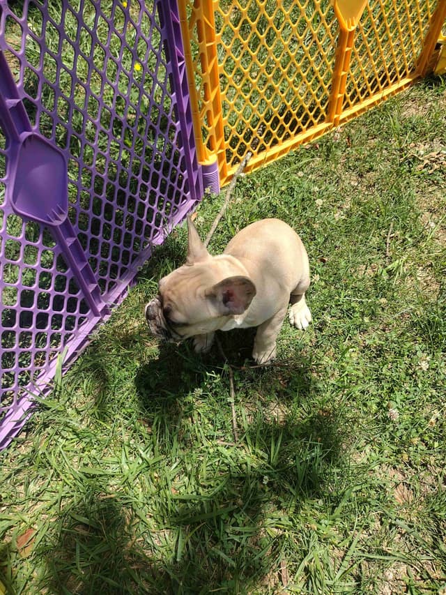 French Bulldog Puppies media 4
