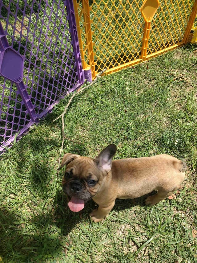 French Bulldog Puppies media 5