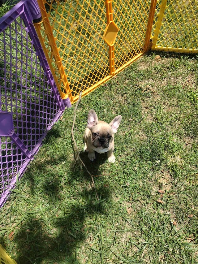 French Bulldog Puppies media 6