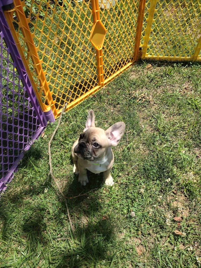 French Bulldog Puppies media 7