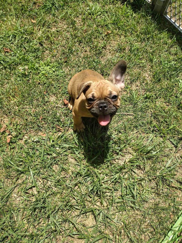 French Bulldog Puppies media 2