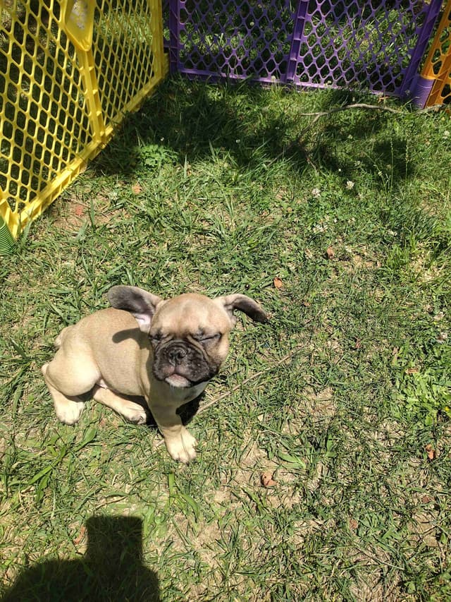 French Bulldog Puppies media 8