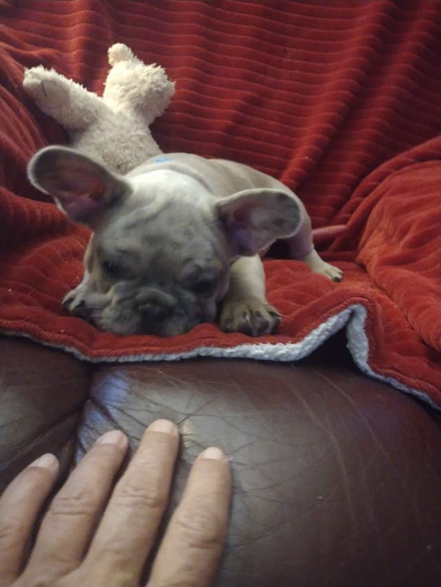 French Bulldog Puppies media 10