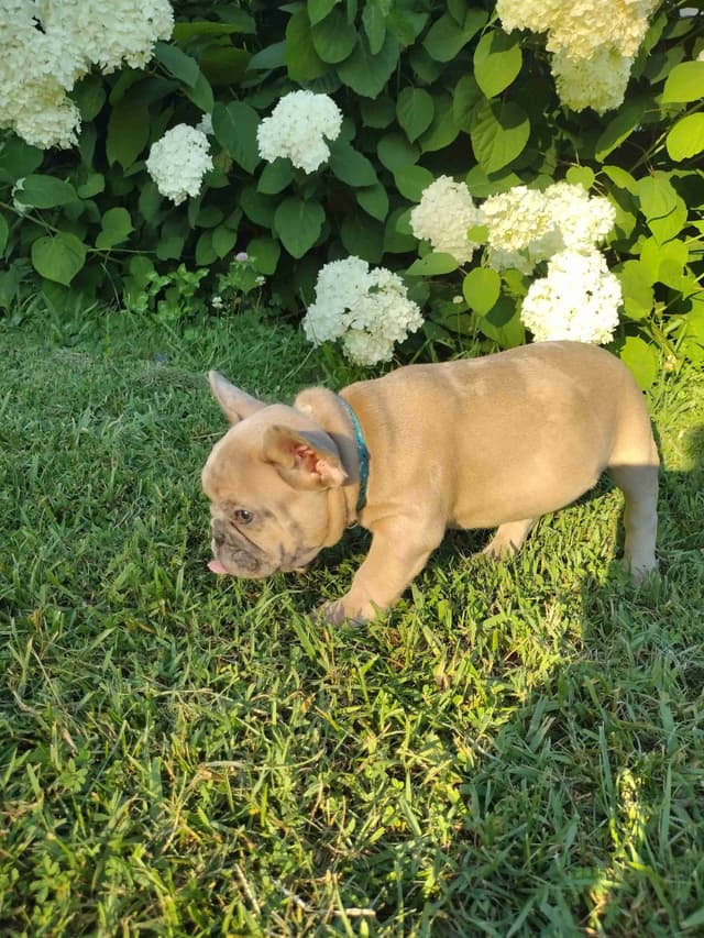 French Bulldog Puppies media 11