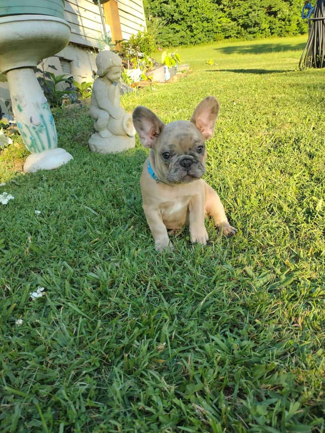 French Bulldog Puppies media 12