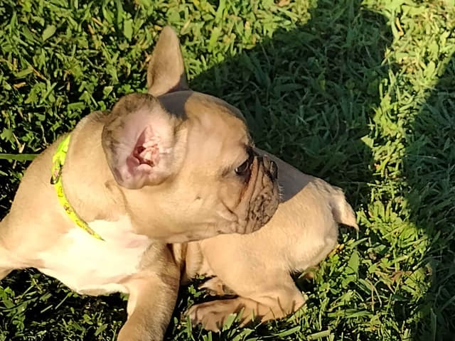 French Bulldog Puppies media 13