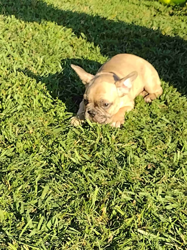 French Bulldog Puppies media 14
