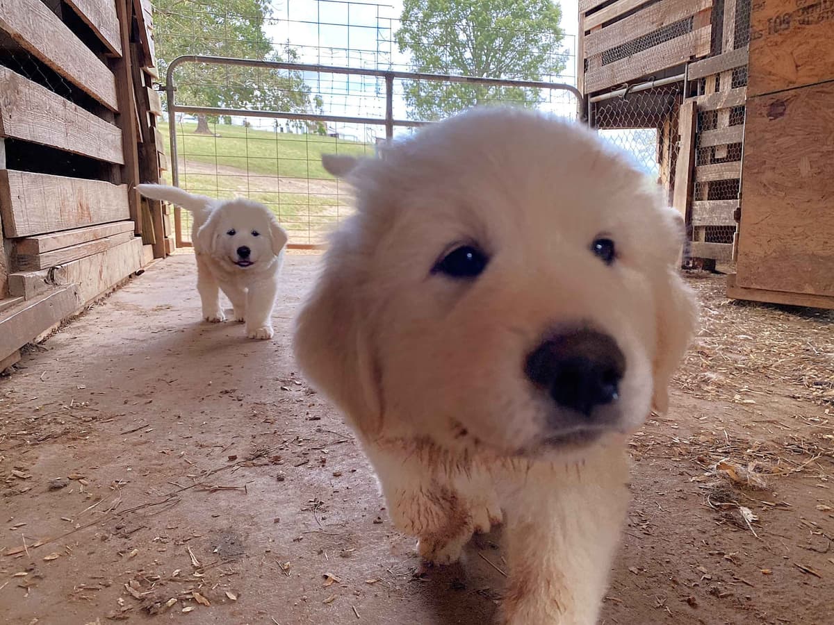 Great Pyrenees Puppies breeder image 4