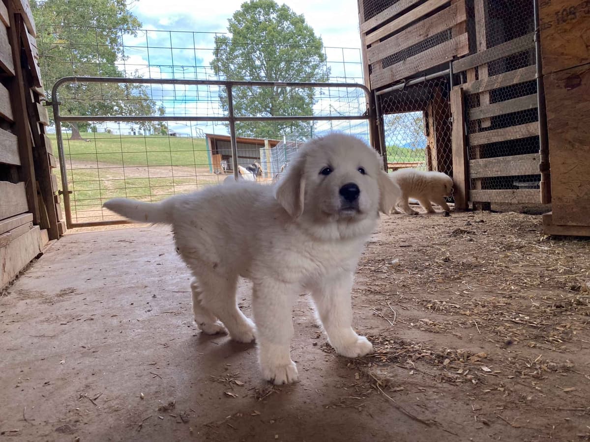 Great Pyrenees Puppies breeder image 7