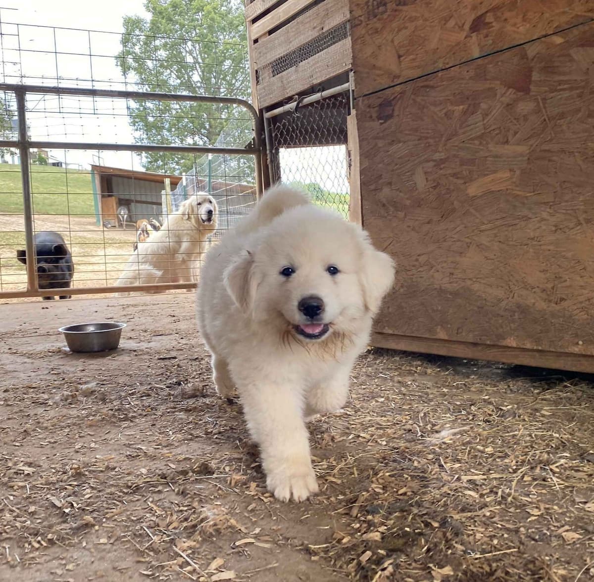 Great Pyrenees Puppies breeder image 3