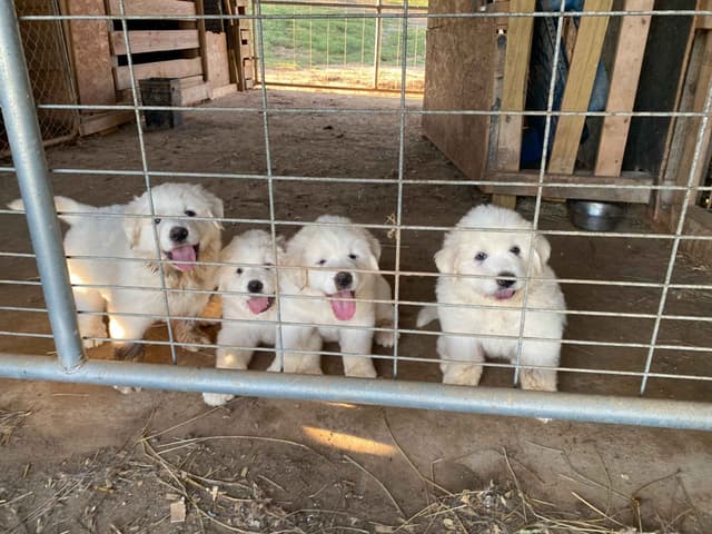 Great Pyrenees Puppies media 5