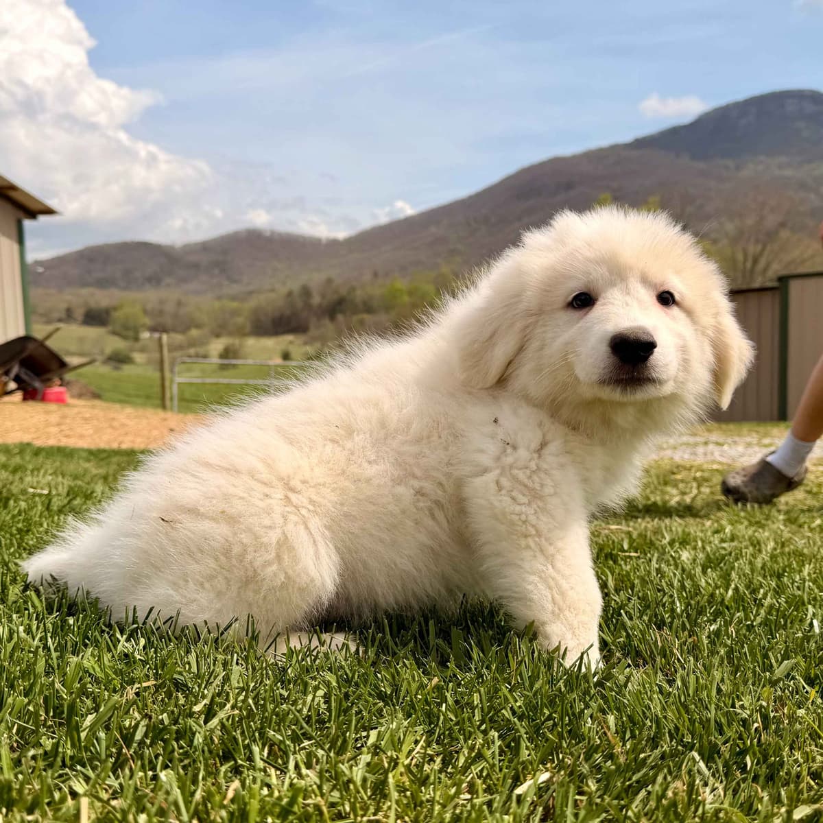 Great Pyrenees Puppies breeder image 1