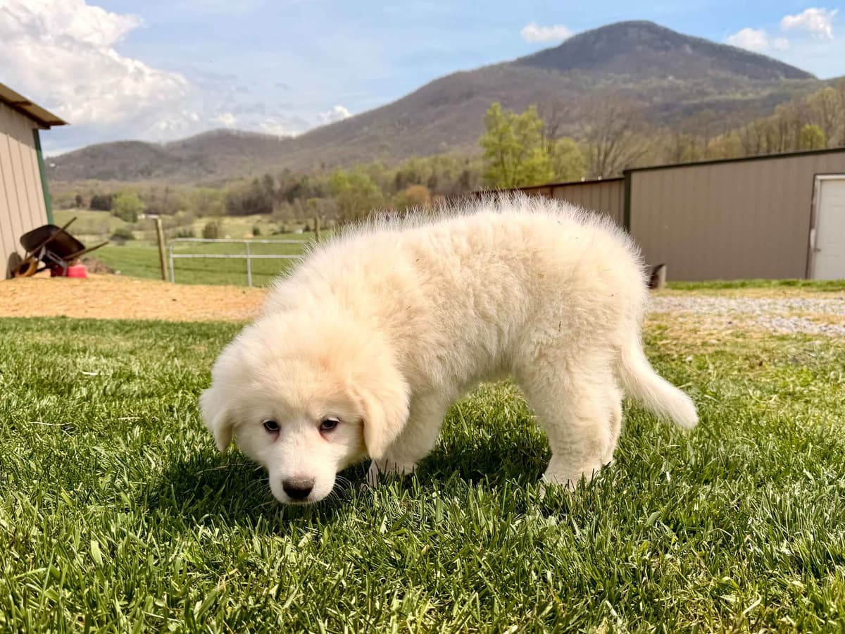 Great Pyrenees Puppies breeder image 6