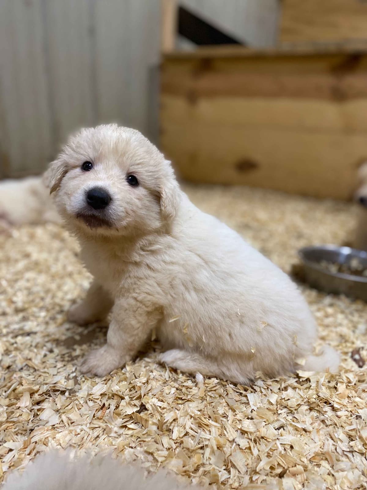 Great Pyrenees Puppies breeder image 5