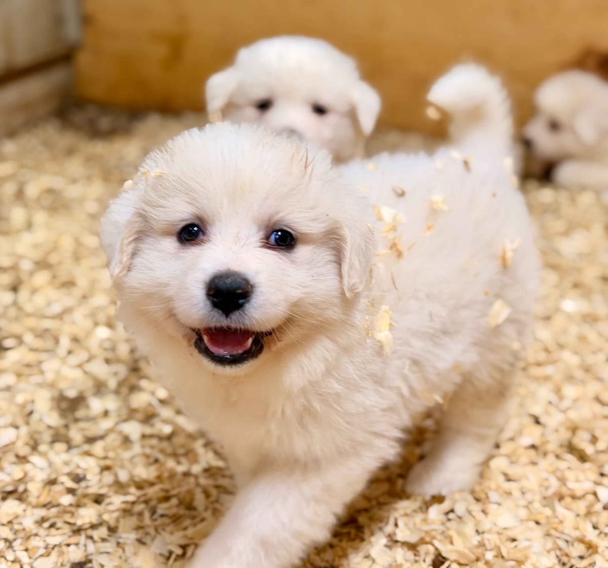 Great Pyrenees Puppies breeder image 8