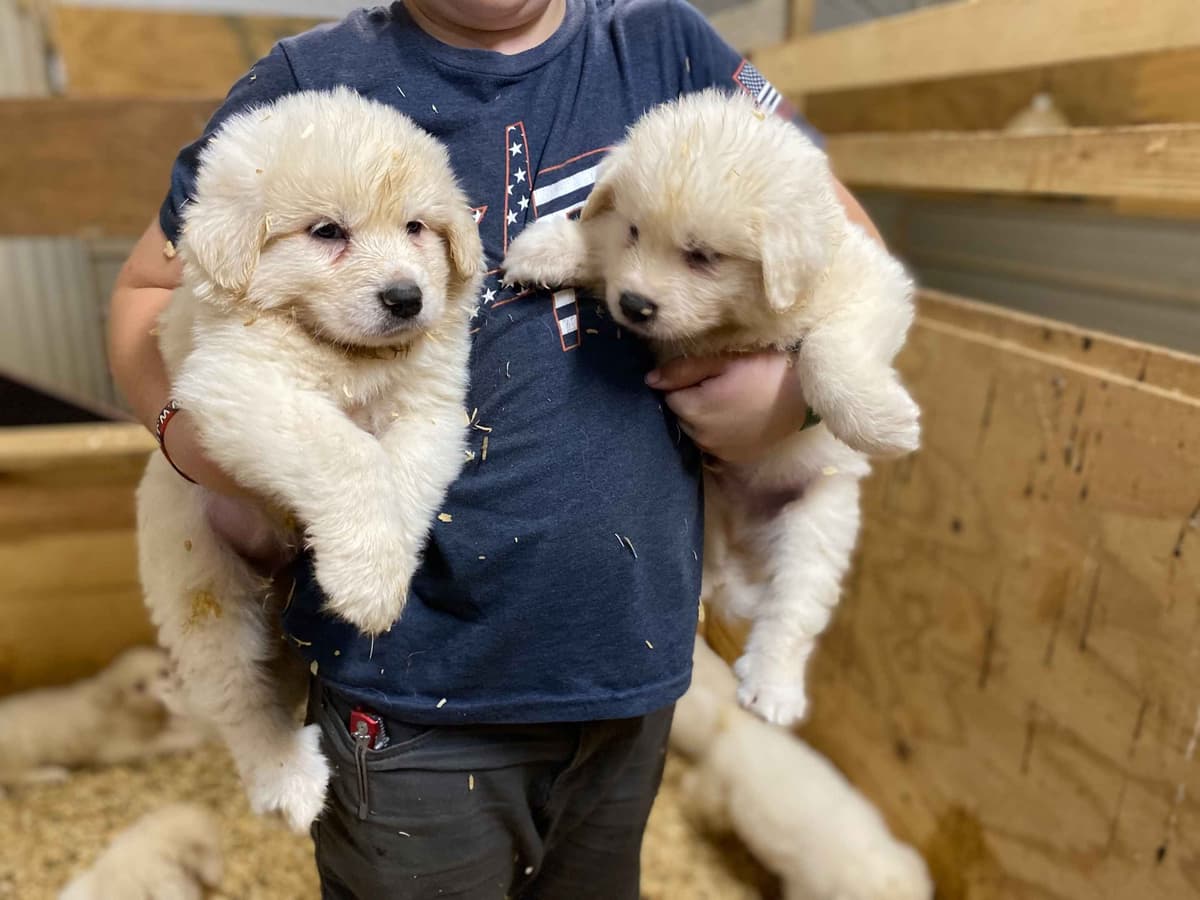 Great Pyrenees Puppies breeder image 11