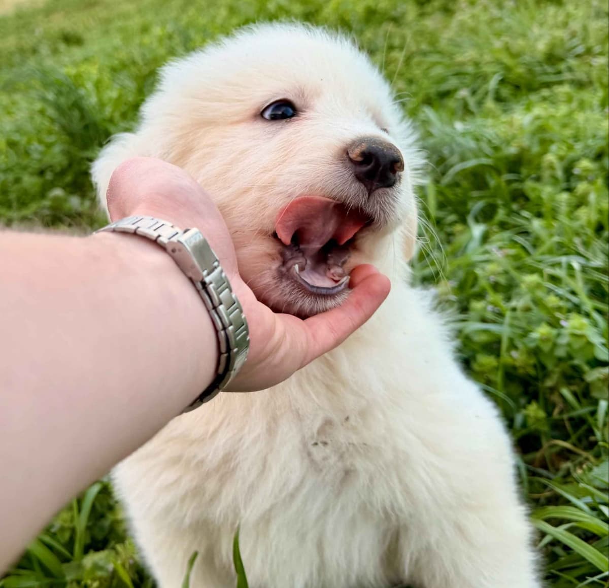 Great Pyrenees Puppies breeder image 10