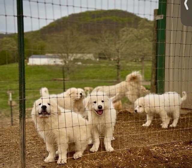 Great Pyrenees Puppies media 6