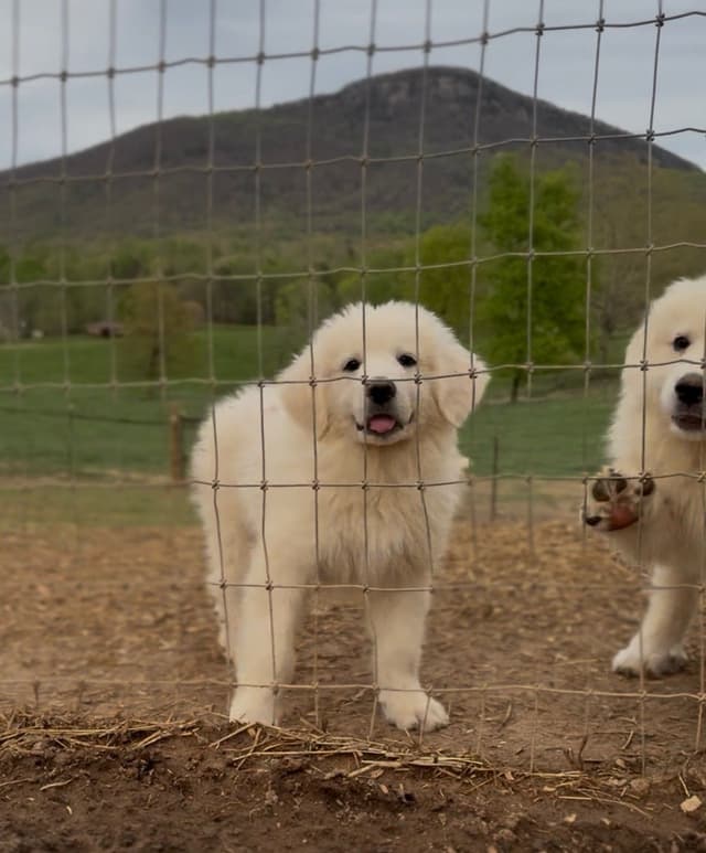 Great Pyrenees Puppies media 2