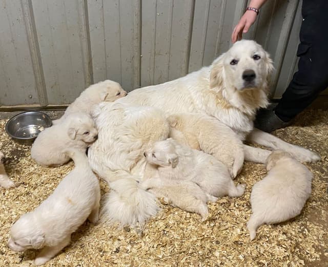 Great Pyrenees Puppies media 3