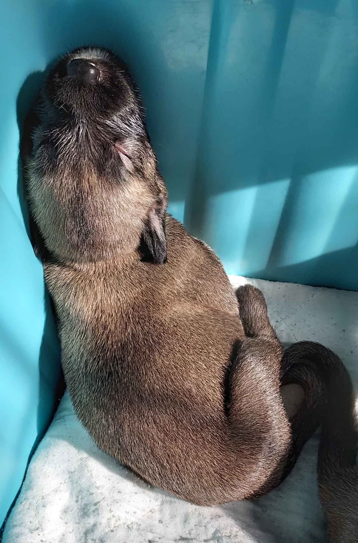 Irish Wolfhound Puppies breeder image 3