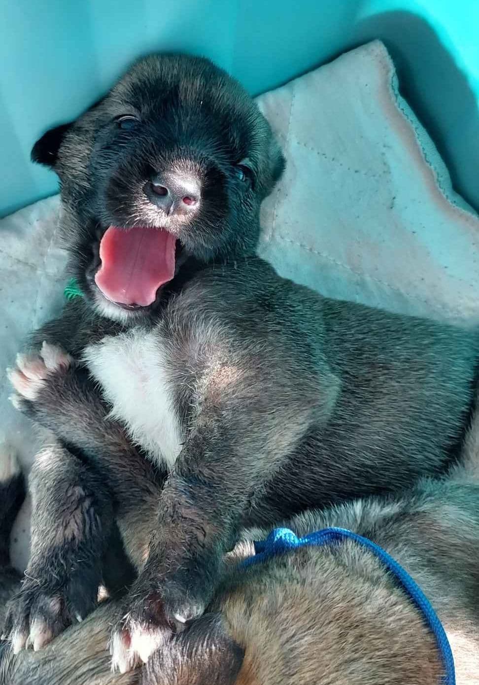 Irish Wolfhound Puppies breeder image 5