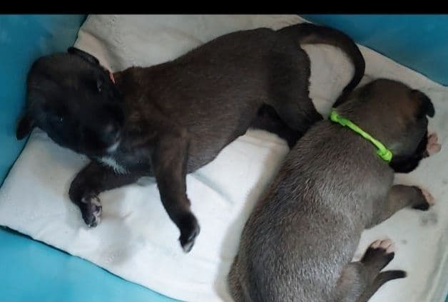 Irish Wolfhound Puppies breeder image 4