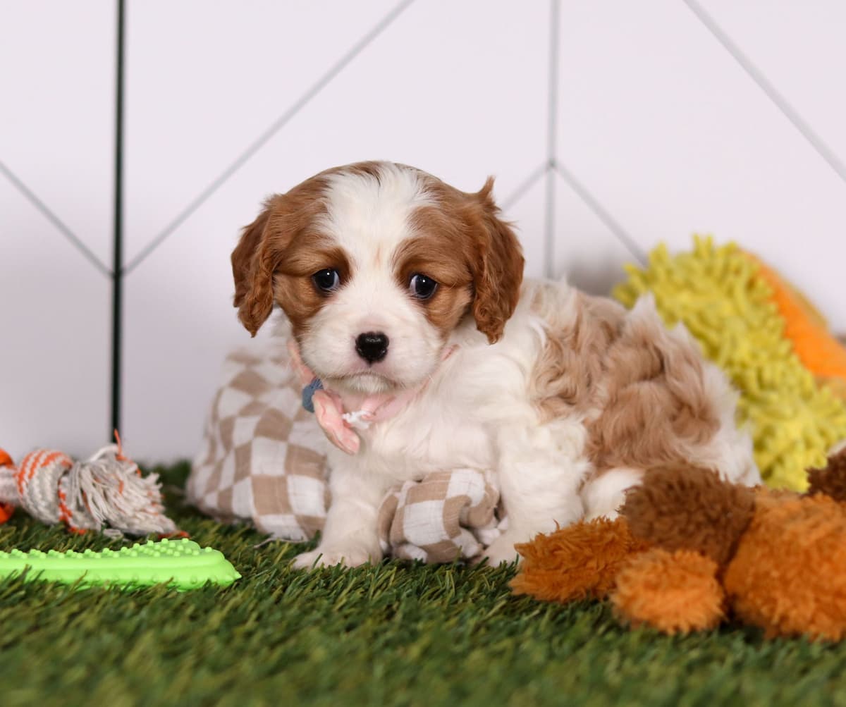 Cocker Spaniel Puppies breeder image 2