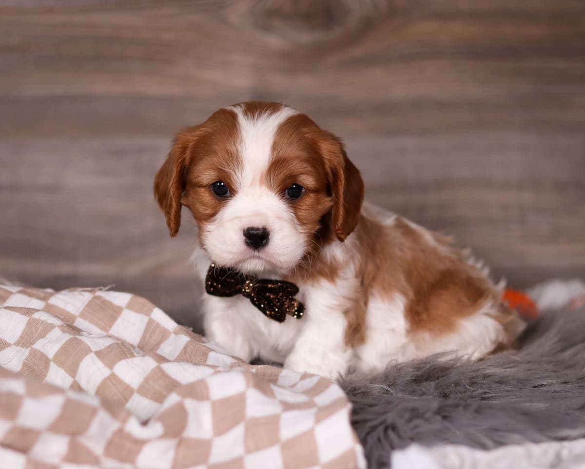 Cocker Spaniel Puppies breeder image 1