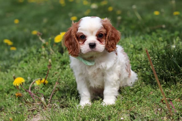 Cavalier King Charles Spaniel Puppies media 4