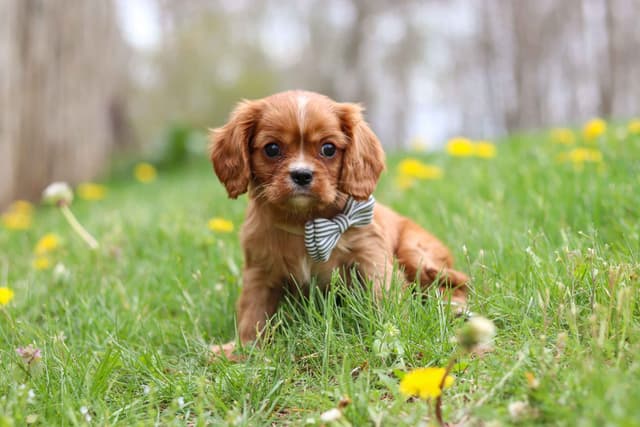 Cavalier King Charles Spaniel Puppies media 3
