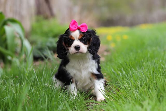 Cavalier King Charles Spaniel Puppies media 9
