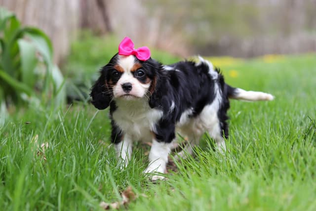 Cavalier King Charles Spaniel Puppies media 8