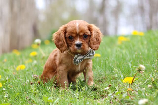 Cavalier King Charles Spaniel Puppies media 2