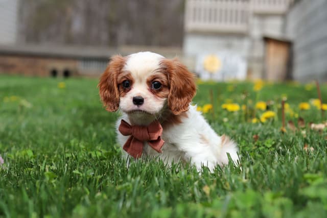 Cavalier King Charles Spaniel Puppies media 10