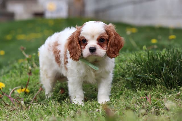 Cavalier King Charles Spaniel Puppies media 6