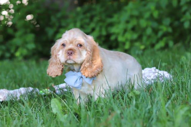 Cocker Spaniel Puppies media 2