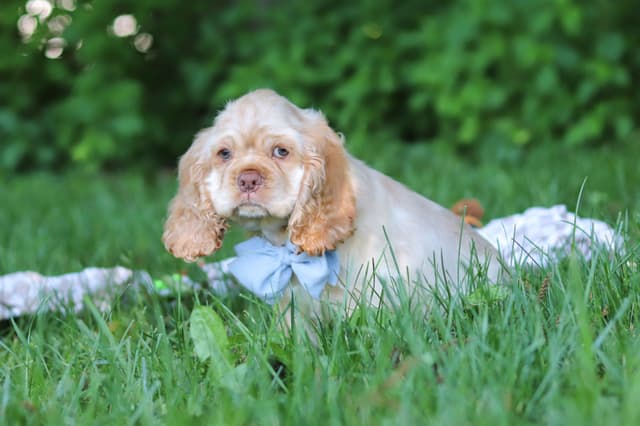 Cocker Spaniel Puppies media 3