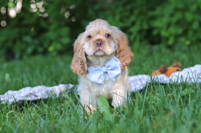 Cocker Spaniel Puppies media 4