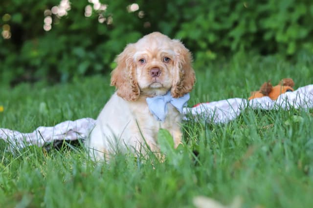 Cocker Spaniel Puppies media 5