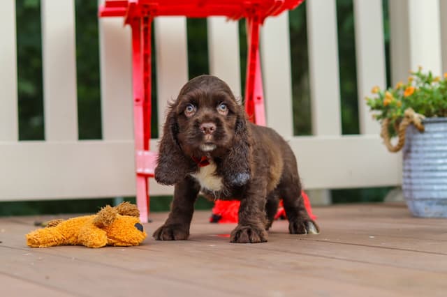 Cocker Spaniel Puppies media 2