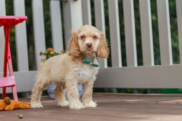 Cocker Spaniel Puppies media 5