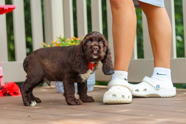 Cocker Spaniel Puppies media 12